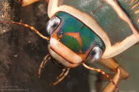 Attēlu rezultāti vaicājumam “Dytiscus marginalis”