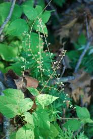Attēlu rezultāti vaicājumam “Circaea lutetiana fruit”