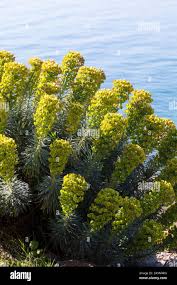 Image result for Wolfsmilch