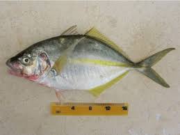 Image result for Pseudocaranx dentex