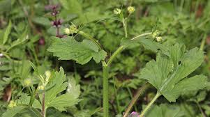 Attēlu rezultāti vaicājumam “Ranunculus lanuginosus flower”