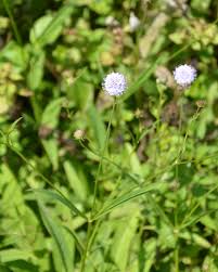 Image result for Succisella inflexa