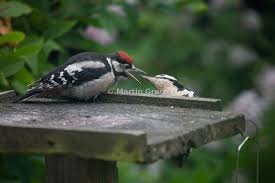 Attēlu rezultāti vaicājumam “Dendrocopos major juvenile”