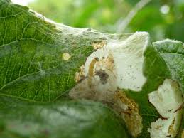 Attēlu rezultāti vaicājumam “Yponomeuta malinellus / cagnagella larva”