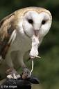 Barn Owl Facts   NatureMapping