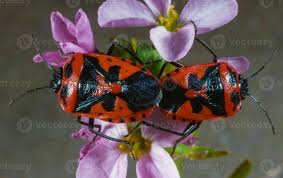 Attēlu rezultāti vaicājumam “Eurydema dominulus”