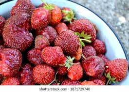 Attēlu rezultāti vaicājumam “Fragaria viridis fruit”