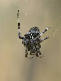 Attēlu rezultāti vaicājumam “Araneus angulatus”