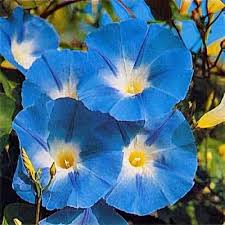 Image result for Ipomoea Heavenly Blue