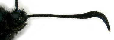 Attēlu rezultāti vaicājumam “Zygaena filipendulae exuvia”