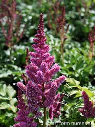 Attēlu rezultāti vaicājumam “Astilbe chinensis flower”