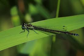 Attēlu rezultāti vaicājumam “Coenagrion pulchellum female”