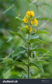 Attēlu rezultāti vaicājumam “Lysimachia vulgaris”