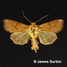 Attēlu rezultāti vaicājumam “Amphipoea”