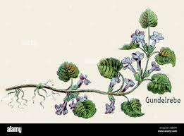 Attēlu rezultāti vaicājumam “Glechoma hederacea flower”