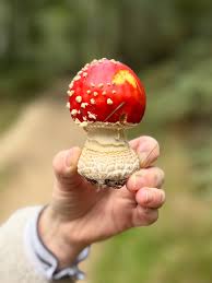 Attēlu rezultāti vaicājumam “Poronia punctata”