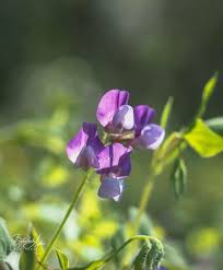 Attēlu rezultāti vaicājumam “Lathyrus palustris flower”