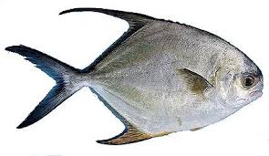 Image result for Trachinotus falcatus