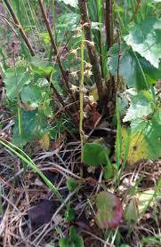 Attēlu rezultāti vaicājumam “Pyrola rotundifolia leaf”