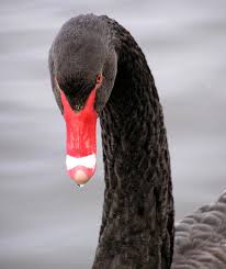 Attēlu rezultāti vaicājumam “Cygnus atratus”