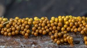 Attēlu rezultāti vaicājumam “Oligonema favogineum”