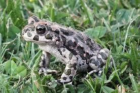 Attēlu rezultāti vaicājumam “Pseudepidalea viridis”