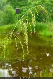 Attēlu rezultāti vaicājumam “Glyceria striata fruit”