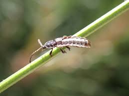Attēlu rezultāti vaicājumam “Phosphaenus hemipterus”