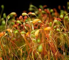 Attēlu rezultāti vaicājumam “Funaria hygrometrica”