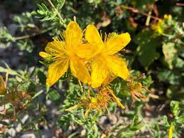 Image result for Hypericum perforatum