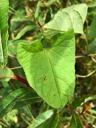 Attēlu rezultāti vaicājumam “Calystegia inflata leaf”