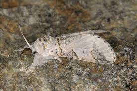 Attēlu rezultāti vaicājumam “Furcula bifida”