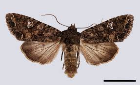 Attēlu rezultāti vaicājumam “Mamestra brassicae”