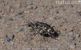Attēlu rezultāti vaicājumam “Cicindela sylvatica”