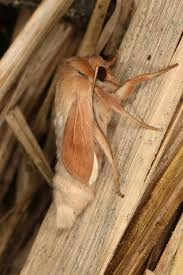 Attēlu rezultāti vaicājumam “Mythimna flammea”