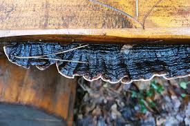 Attēlu rezultāti vaicājumam “Gloeophyllum trabeum”