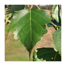 Attēlu rezultāti vaicājumam “Betula pendula Youngii”