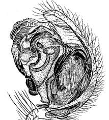 Attēlu rezultāti vaicājumam “Neriene montana”