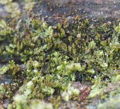 Attēlu rezultāti vaicājumam “Anastrophyllum hellerianum”