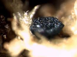 Attēlu rezultāti vaicājumam “Mniaecia jungermanniae”