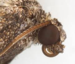 Attēlu rezultāti vaicājumam “Perizoma bifaciata”