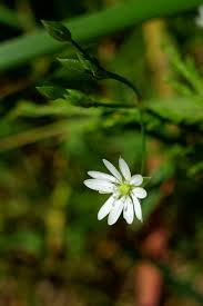 Attēlu rezultāti vaicājumam “Stellaria graminea flower”