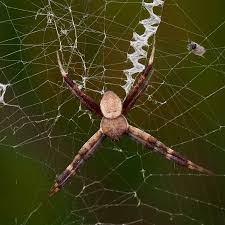 Image result for st andrews cross spider