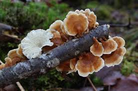 Attēlu rezultāti vaicājumam “Plicaturopsis crispa”