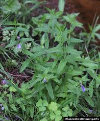 Attēlu rezultāti vaicājumam “Scutellaria galericulata leaf”