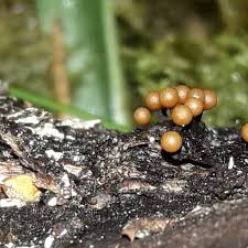 Attēlu rezultāti vaicājumam “Trichia ambigua”