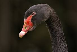 Attēlu rezultāti vaicājumam “Cygnus atratus”