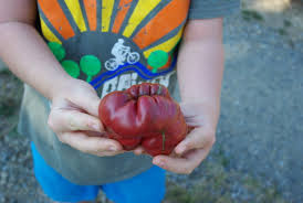 Afbeeldingsresultaat voor purple calabash tomato