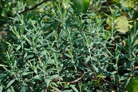 Attēlu rezultāti vaicājumam “Andromeda polifolia leaf”