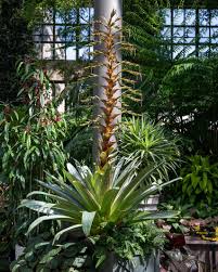 Attēlu rezultāti vaicājumam “Arcyria imperialis stalked”